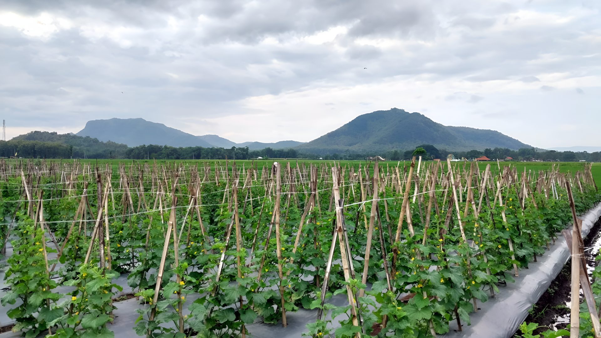 Improving Soil Fertility