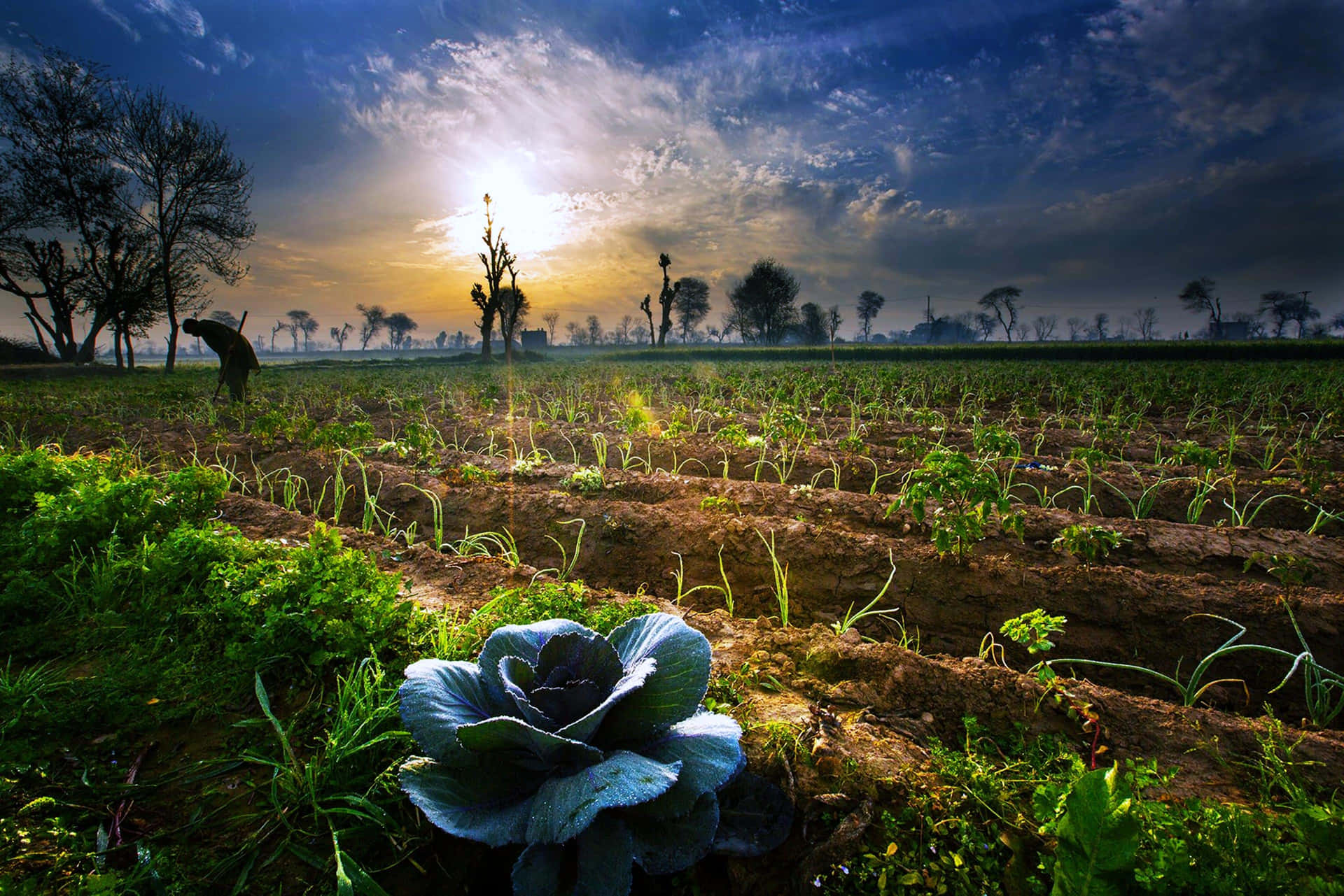 Welcome to Agroglobe